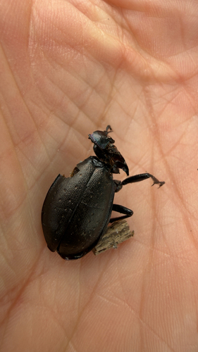 Bronze Ground Beetle