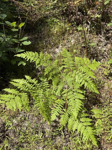 common bracken