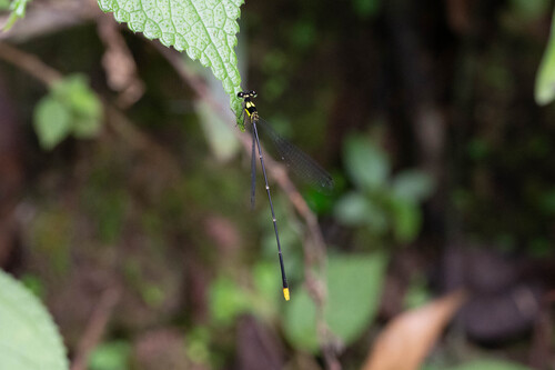Coeliccia hainanense