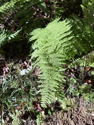 hay-scented fern