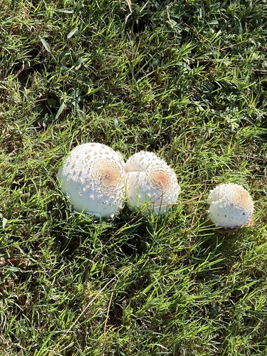Green-spored Parasol