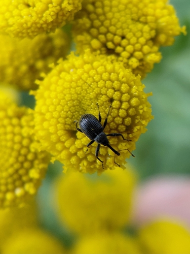 Strawberry blossom weevil