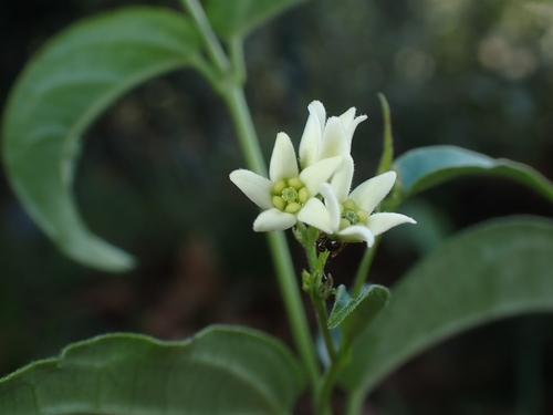 Swallow-wort