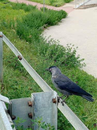 Eurasian Jackdaw