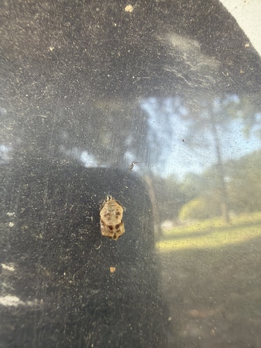 Asian Lady Beetle
