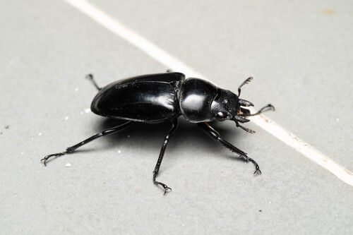 Prosopocoilus confucius