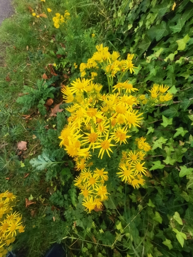 ragwort