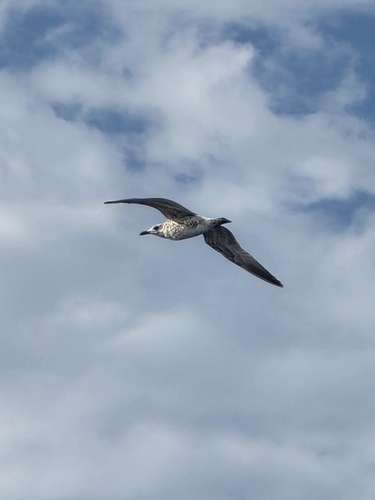Yellow-legged Gull