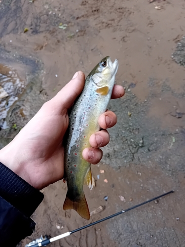 Brown Trout