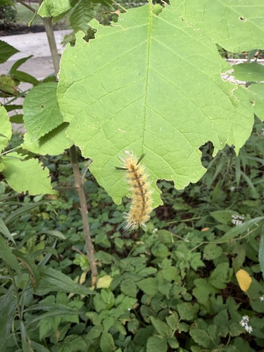Banded Tussock Moth