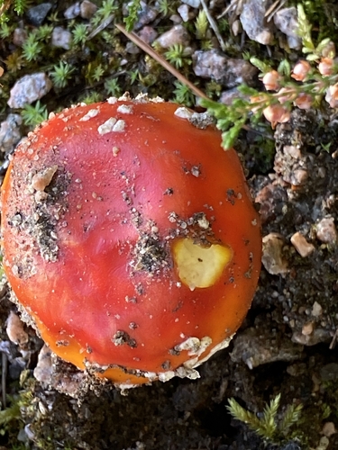 Fly Agaric