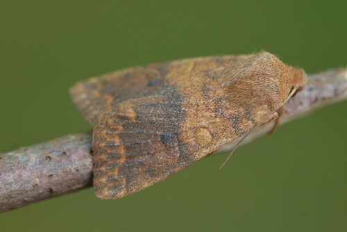 Bicolored Sallow