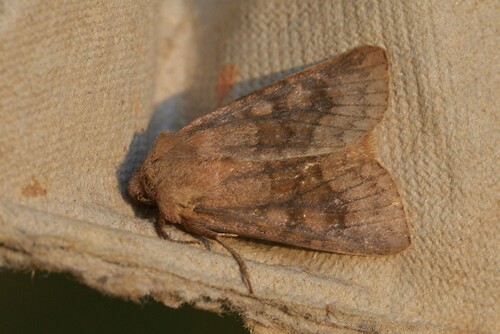 Bronzed Cutworm Moth