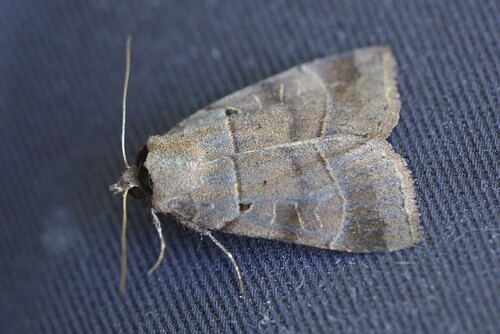 Pale-banded Dart
