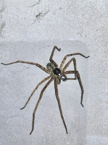 Pantropical Huntsman Spider