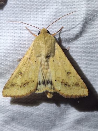 Corn Earworm Moth