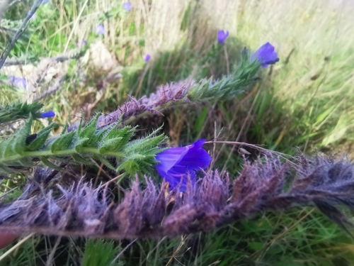 viper's-bugloss