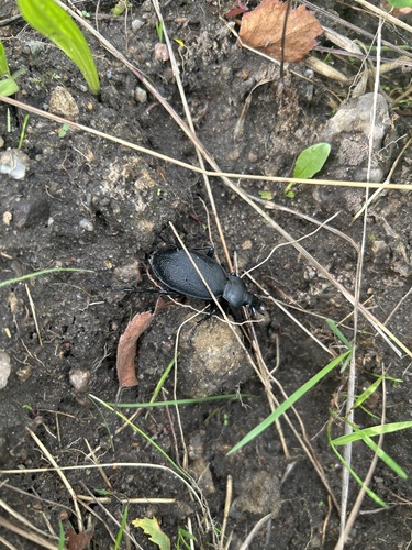 Leather Beetle
