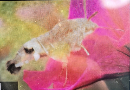 Eurasian Hummingbird Hawkmoth