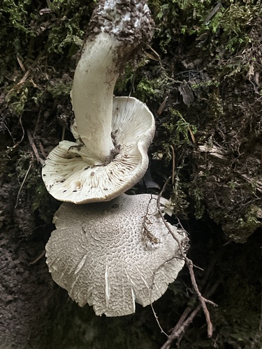 Spotted tricholoma