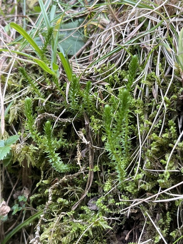 northern spikemoss