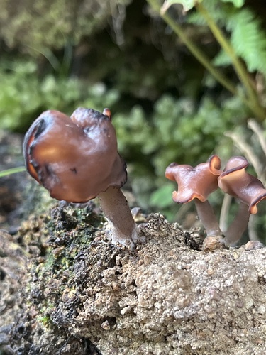 Saddle-shaped False Morel