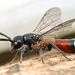 Five-spotted Club-horned Wasp - Photo (c) gernotkunz, all rights reserved, uploaded by gernotkunz
