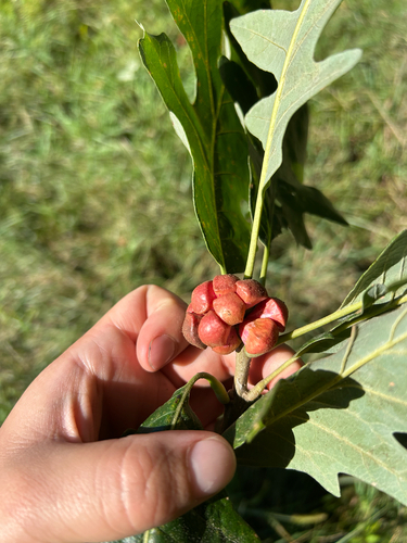 lobed oak gall wasp