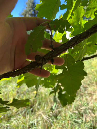 Oak Rough Bulletgall Wasp