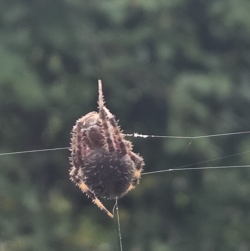 Spotted Orbweaver