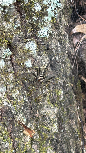 Dark-legged Grass Spider