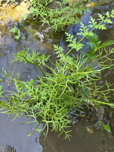 Water Fern