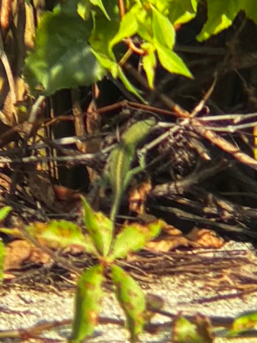 Green Anole