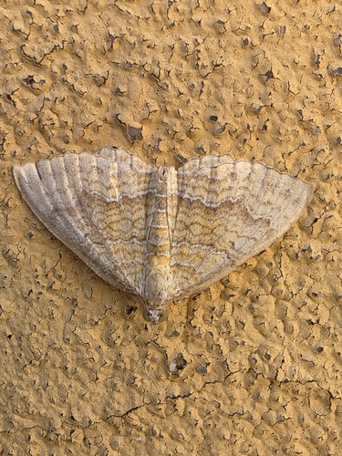 Yellow Shell Moth