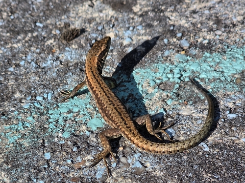 Common Wall Lizard