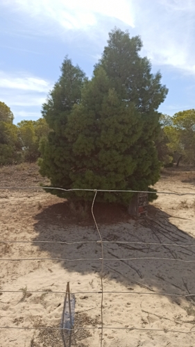 sandarac tree