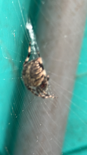 Spotted Orbweaver