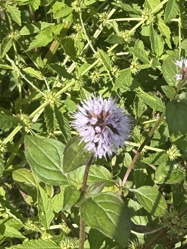 watermint