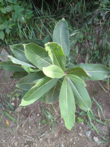 common milkweed