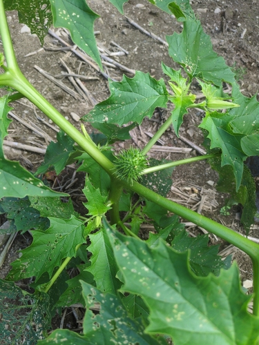 jimsonweed