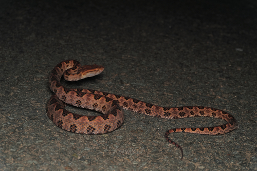 Brown spotted pitviper