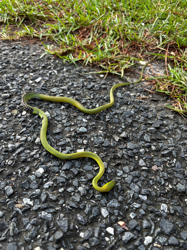 Rough Greensnake