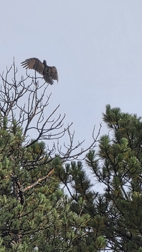 Turkey Vulture