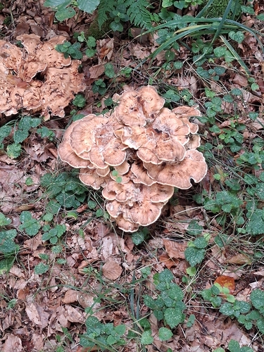 Giant Polypore