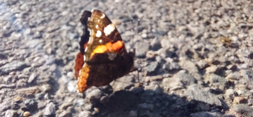 Red Admiral