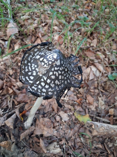 Magpie Inkcap