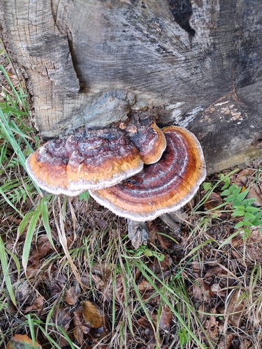 Red-banded Polypore