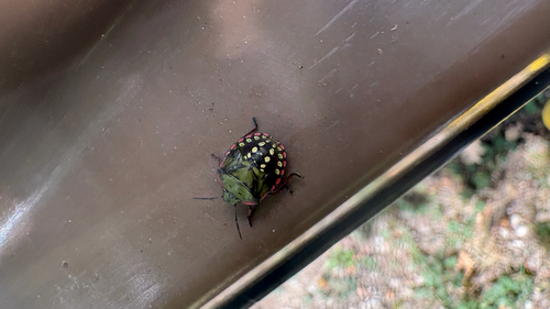 Southern Green Stink Bug