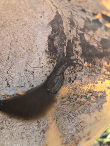 Longtail Tadpole Shrimp
