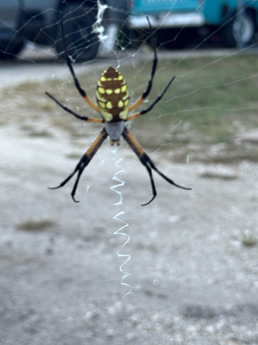 Yellow Garden Spider